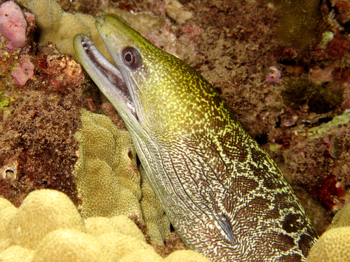 Undulated Moray